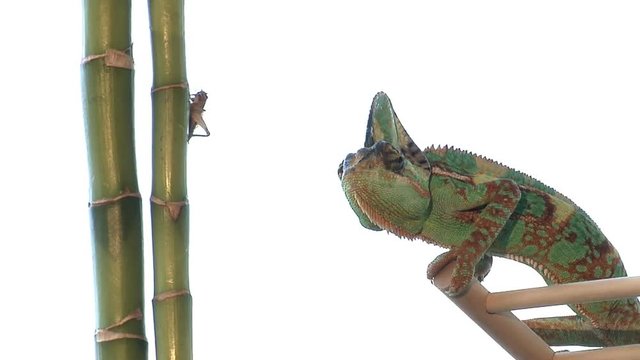 Male Veiled Chameleon Catches Cricket With Tongue And Eats