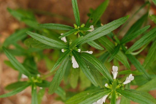 Leucas zeylanica, commonly known as Ceylon slitwort