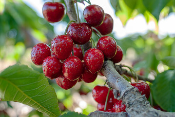 Big red cherries with leaves and stalks. Good harvest of juicy ripe cherries. Cluster of ripe...