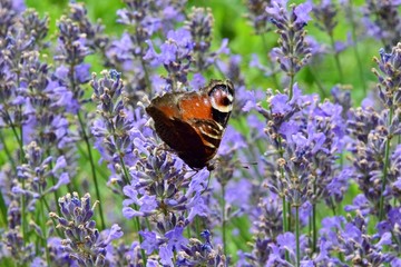 Ein Tagpfauenauge (Schmetterling) inmitten von Lavendelblüten