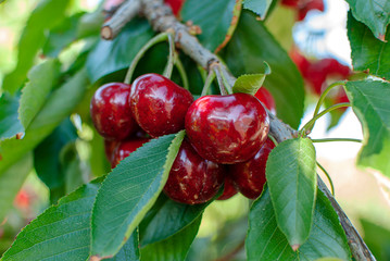 Big red cherries with leaves and stalks. Good harvest of juicy ripe cherries. Cluster of ripe...