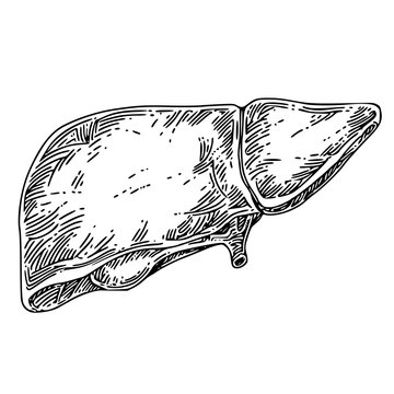 Solved Identify the labeled parts of the liver in the | Chegg.com