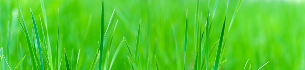 Panoramic view of green grass on green colorful bokeh background, panoramic view of wild grass on...