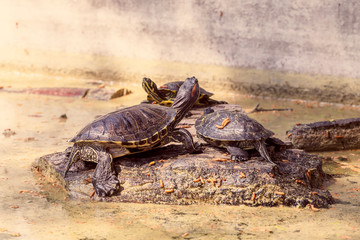 Water turtles (Trachemys scripta elegans) basks in the sun close-up