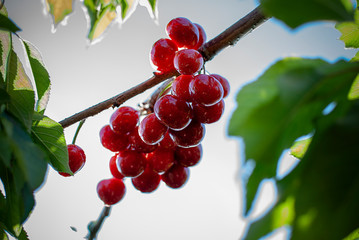 Big red cherries with leaves and stalks. Good harvest of juicy ripe cherries. Cluster of ripe...