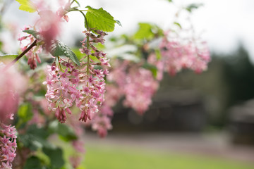 blooming cherry tree in spring
