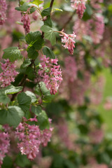 pink flowers in garden