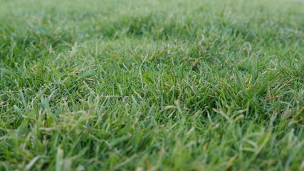 Cesped verde