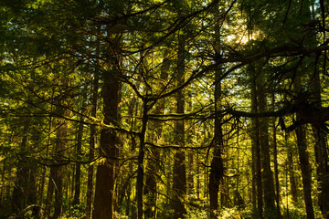 Fototapeta na wymiar Sunlight through the dense forest surrounding the North Cascades Visitor Center