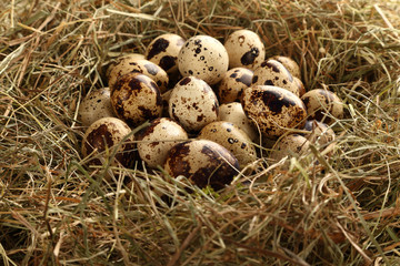 Quail eggs in a nest of hay.