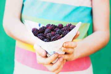 mulberry in the hands
