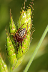 ragno tessitore (Larinoides) in attesa sull'erba