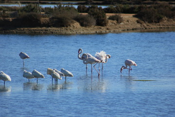 Flamingos na Ria Formosa