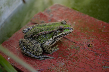 Little green frog sitting on a wooden board in the pond, macro.