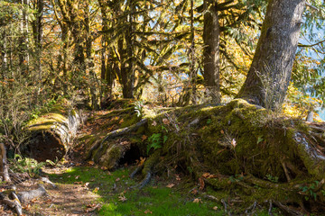 Hole in the ground like a moss surrounded burrow in Norh Cascades next to the water of Baker Lake