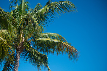 palm tree and blue sky