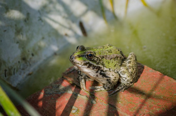 Little green frog sitting on a wooden board in the pond, macro.