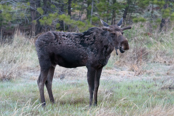 Shiras Moose in the Rocky Mountains of Colorado