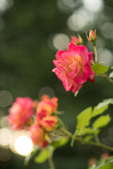 pink rose in garden
