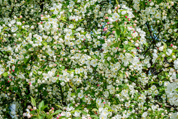 Obraz na płótnie Canvas White flowers of apple tree