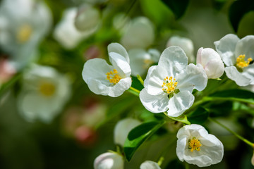 White flowers of apple tree