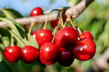 Big red cherries with leaves and stalks. Good harvest of juicy ripe cherries. Cluster of ripe cherries on cherry tree. Fresh and healthy fruit. Cherry orchard.