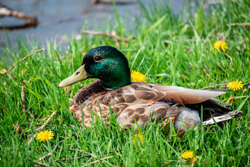 duck on the grass