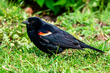 Red-winged Blackbird