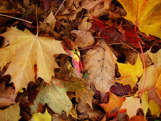 Beautiful background of fallen autumn leaves.