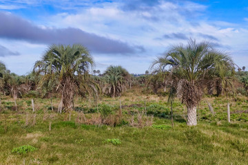 Palmtrees at Salto in Uruguay
