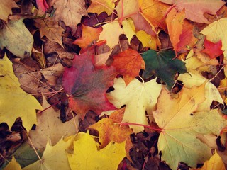 Multicolored leaves lie on the ground in autumn.