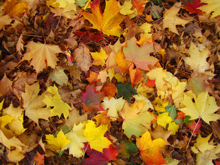 Naklejka na ściany i meble Multicolored leaves lie on the ground in autumn.