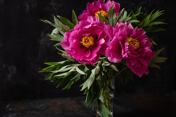 Three big magenta peonies on dark background, close up