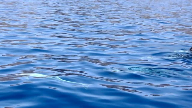 Group of pilot whales coming out to breath on surface by Gran Canaria coast. Family of cetaceans swimming on blue ocean