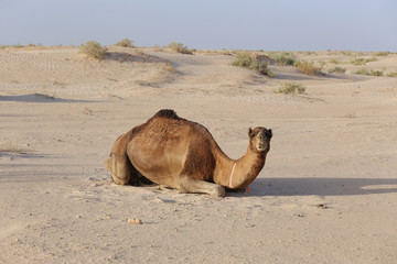 Camel in Sand