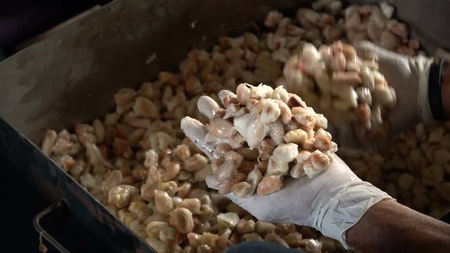 Fresh cocoa pod cut exposing cocoa seeds, with a cocoa plant