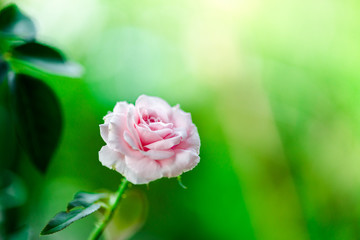 Closeup of beautiful pink rose flowers blooming and green leaf with sunlight in the garden.nature view of flower with natural background.Fresh flower.