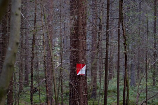 Orienteering Checkpoint In Forest.