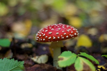 Fly agaric in a forest in the autumn. 