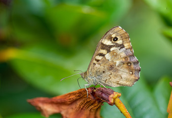 Obraz na płótnie Canvas Garden Butterfly in the United Kingdom