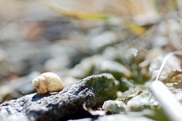 Shell on rock in summer.