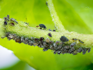 Aphid group in a branch