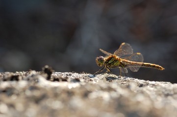 Dragonfly sitting on a rock.