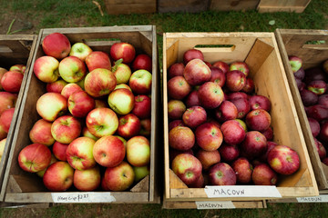 red apples in a crate