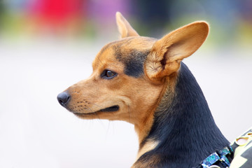 Portrait of a small dog on a blurred background. Pets.