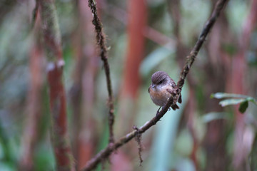 Oiseau tec-tec de la Réunion sur une branche