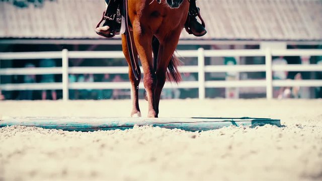 Horse walk over obstacles in slow motion