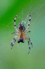Araneus diadematus making a net. Commonly called as European garden spider, diadem spider, orangie, cross spider and crowned orb weaver, sometimes called the pumpkin spider, soft focus, blurred