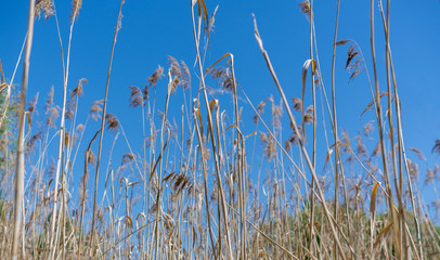 high dry grass on a hot summer day against the blue sky