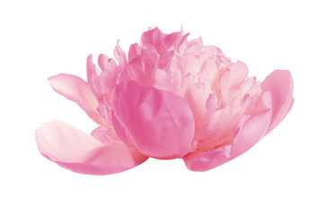 Beautiful tender peony on white background. Fragrant spring flower